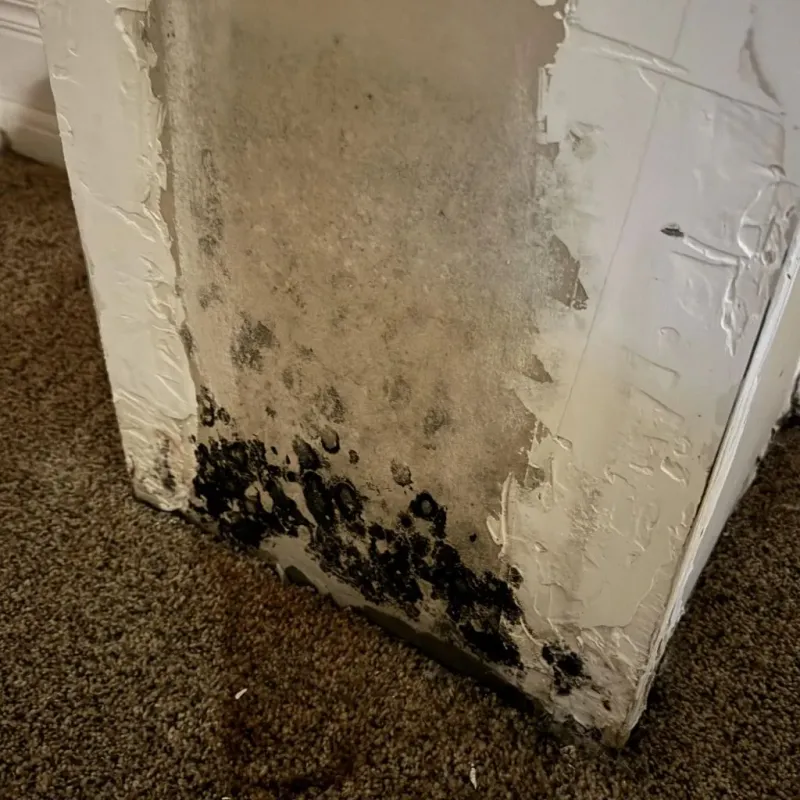 Professional Mold Removal in Tyngsboro, MA